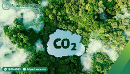 Tín chỉ Carbon là gì? 4 Nội dung cần biết