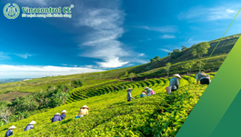 Hello89 Nền Tảng Cá Cược VietGAP trồng trọt| Hướng dẫn áp dụng