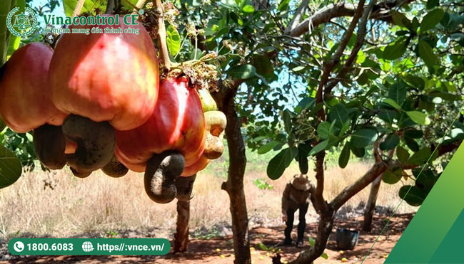 Việc giám định điều, điều thô là cần thiết để đảm bảo sự an toàn và chất lượng của sản phẩm