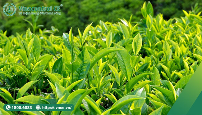Trà (hoặc chè) là một trong những loại đồ uống phổ biến thứ hai trên toàn cầu 
