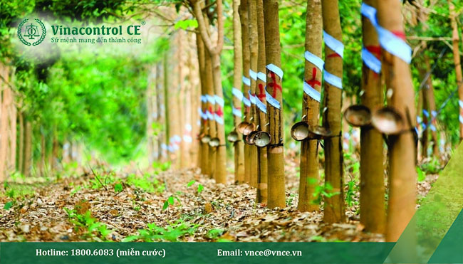 tác động của eudr đến ngành cao su