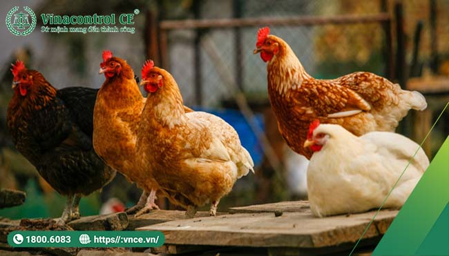 Tiêu chuẩn Helo 88 nạp rút uy tín gà VietGAP