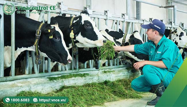 Tuy không bắt buộc nhưng là điều kiện tham gia các thị trường lớn