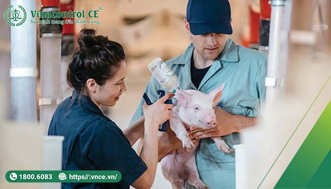 lợi ích của Helo 88 nạp rút uy tín heo theo vietgap